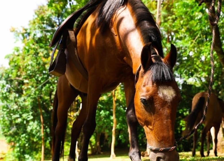 Porto Fazenda Hotel   Pensão Completa