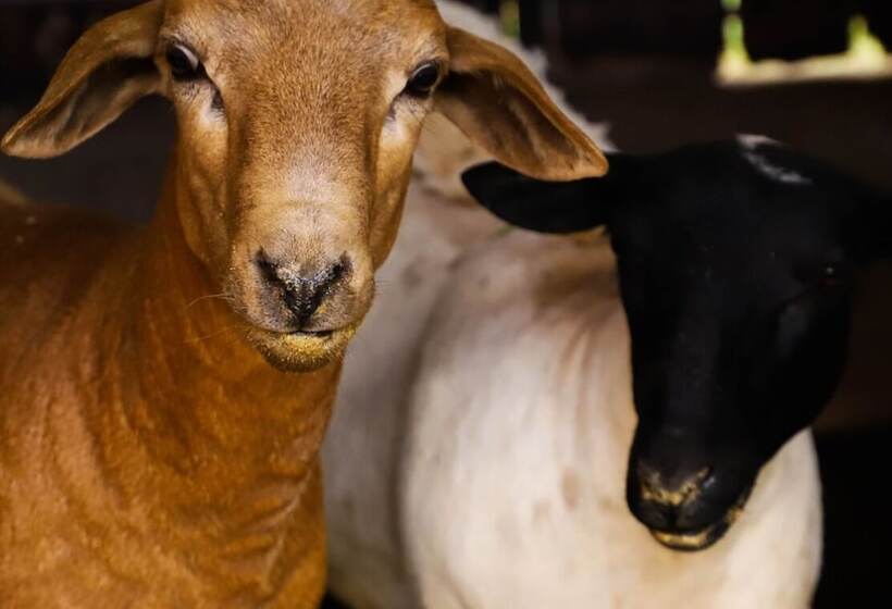 Porto Fazenda Hotel   Pensão Completa