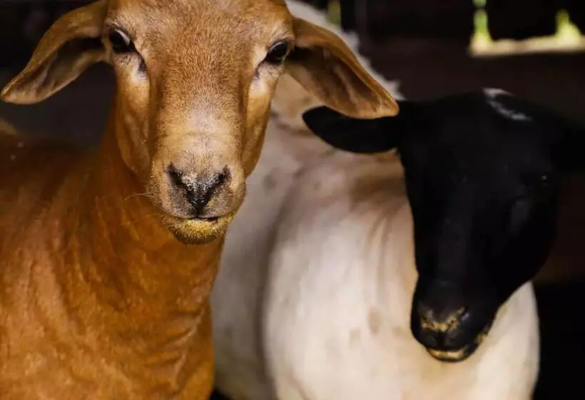 Porto Fazenda Hotel   Pensão Completa