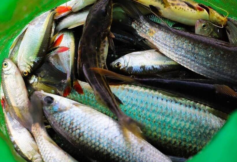 Porto Fazenda Hotel   Pensão Completa