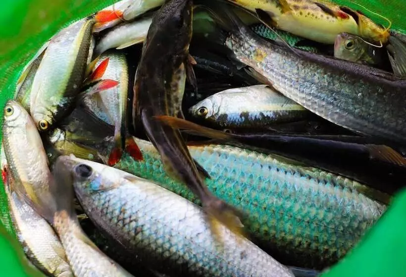 Porto Fazenda Hotel   Pensão Completa