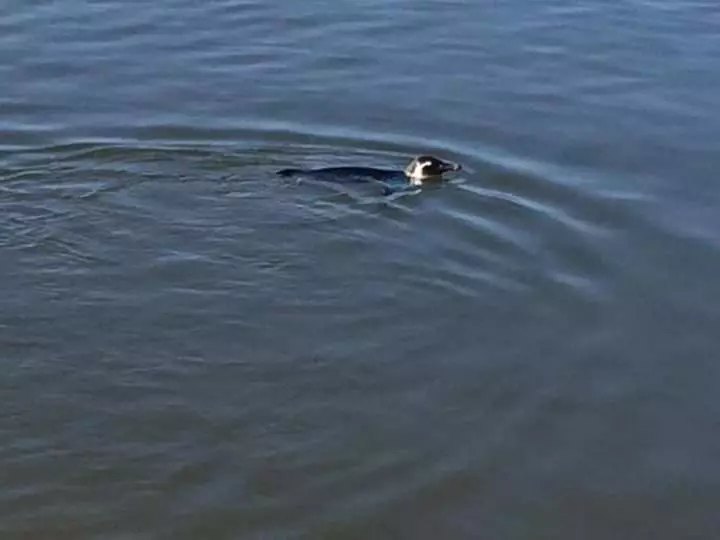 Majatalo Embaú Mar   Ecocasa Morada Canto Verde   Guarda Do Embaú Sc   Brasil