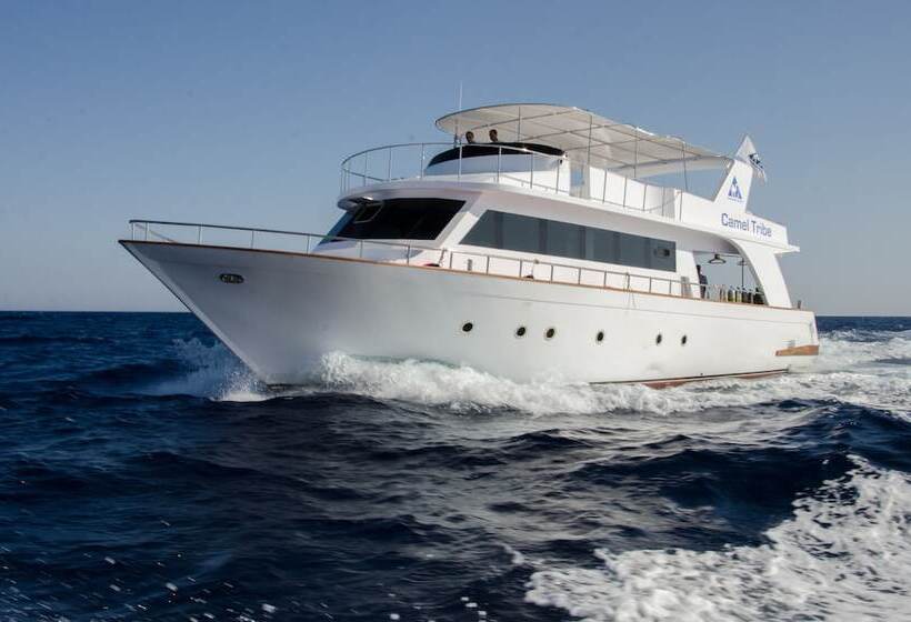 Camel Dive Club & Hotel   Boutique