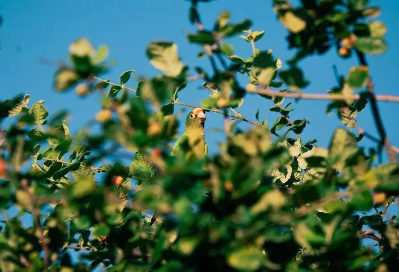 هتل Punta Teonoste