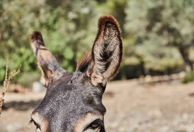 호텔 Agroturismo Alqueria Blanca