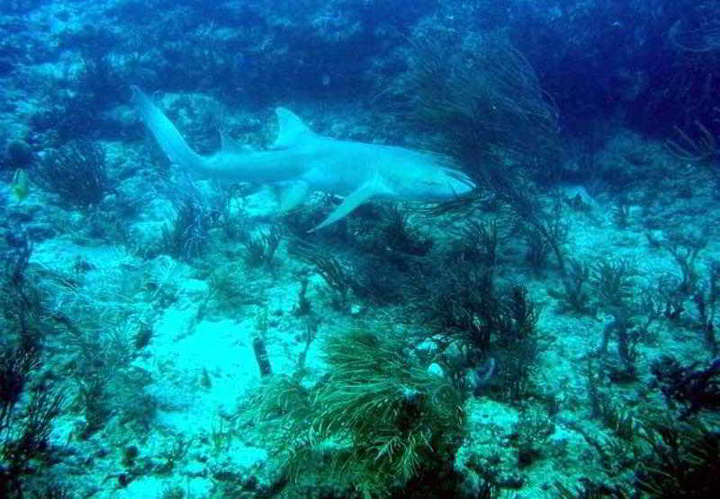 فندق Residence Inn Fort Lauderdale Pompano Beach/oceanfront