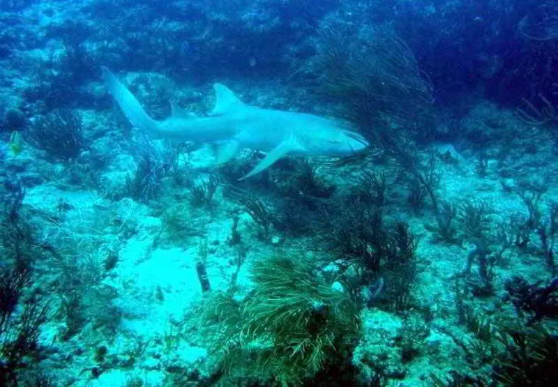 Отель Residence Inn Fort Lauderdale Pompano Beach/oceanfront