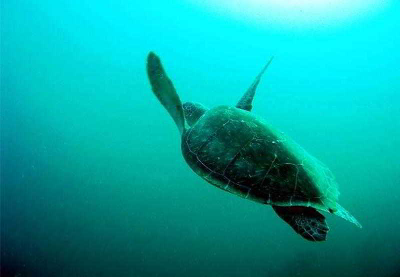 فندق Residence Inn Fort Lauderdale Pompano Beach/oceanfront