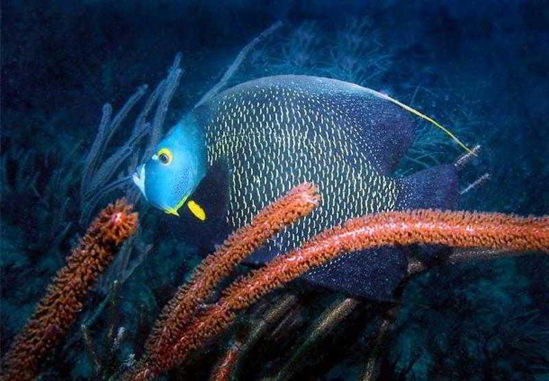 فندق Residence Inn Fort Lauderdale Pompano Beach/oceanfront