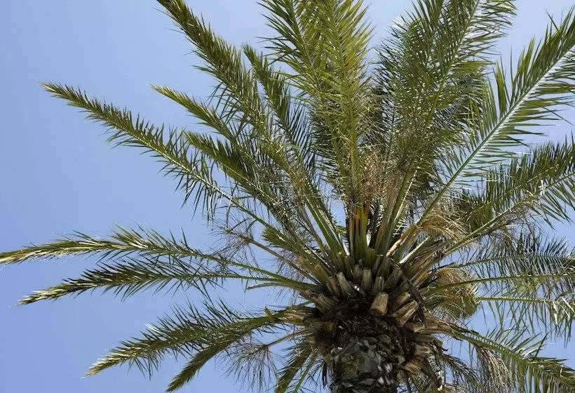 X Life Hotel Sarıgerme 15   Adult