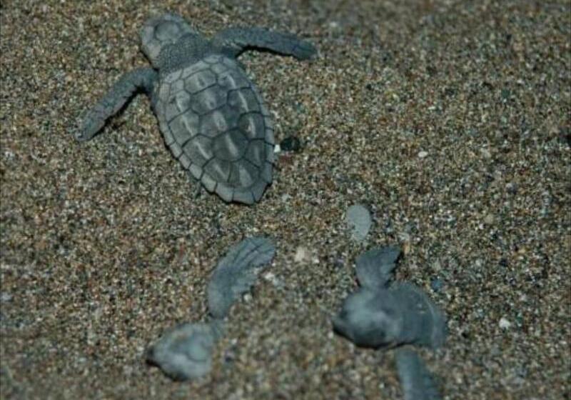 酒店 Minta Apartments