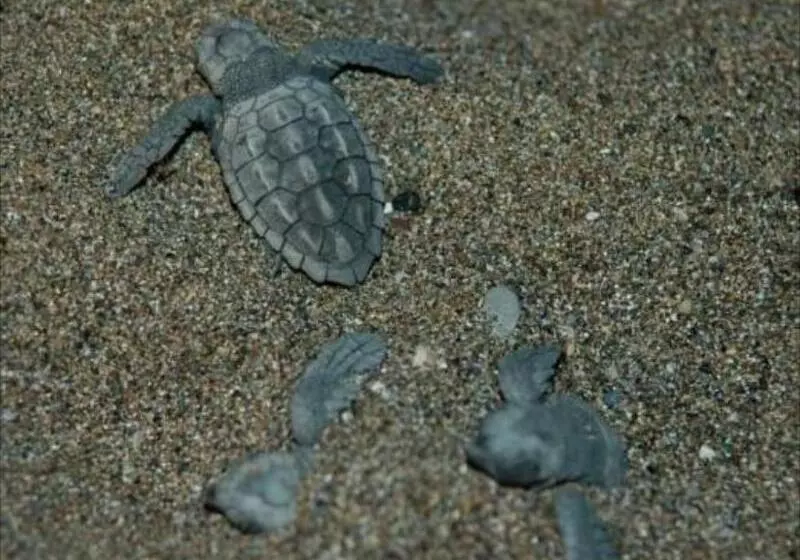 Hotel Minta Apartments