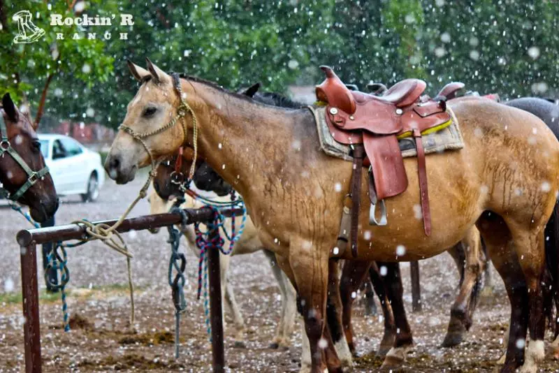 酒店 Rockin R Ranch