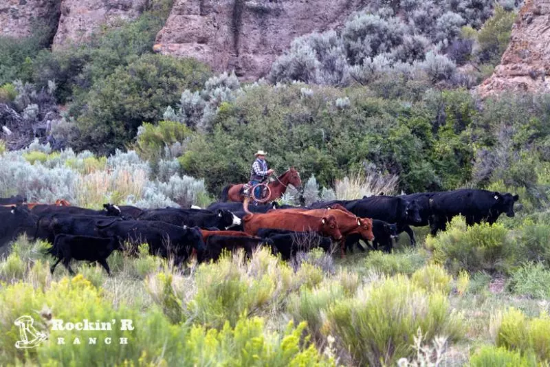 酒店 Rockin R Ranch