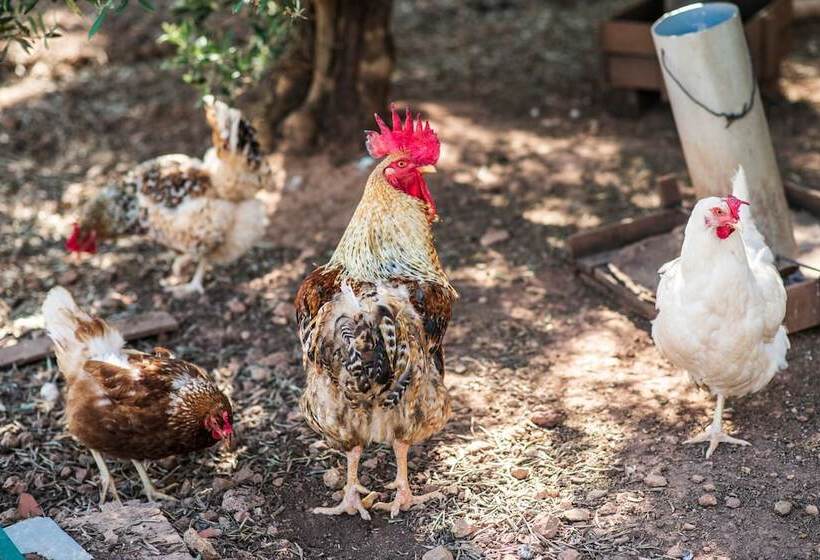 فندق ريفى Rural Quinta Do Marco  Nature & Dining