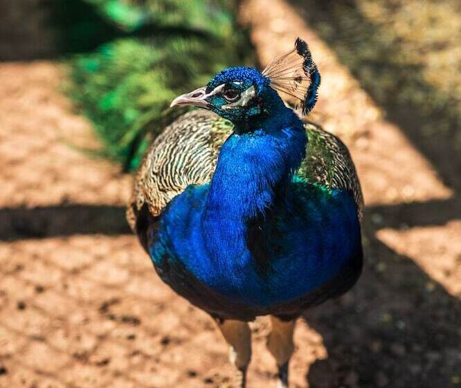 فندق ريفى Rural Quinta Do Marco  Nature & Dining