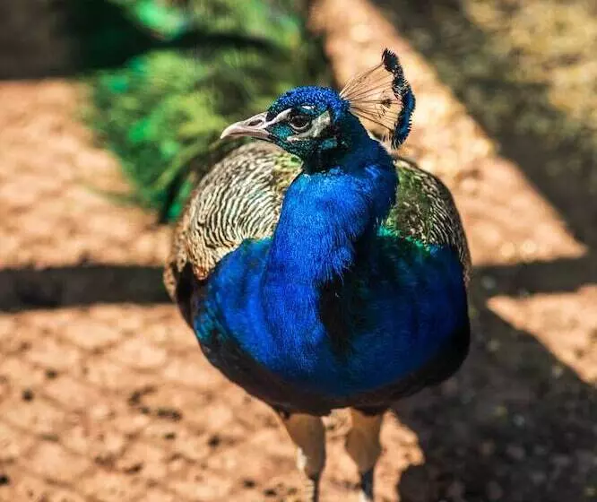 乡村酒店  Rural Quinta Do Marco  Nature & Dining