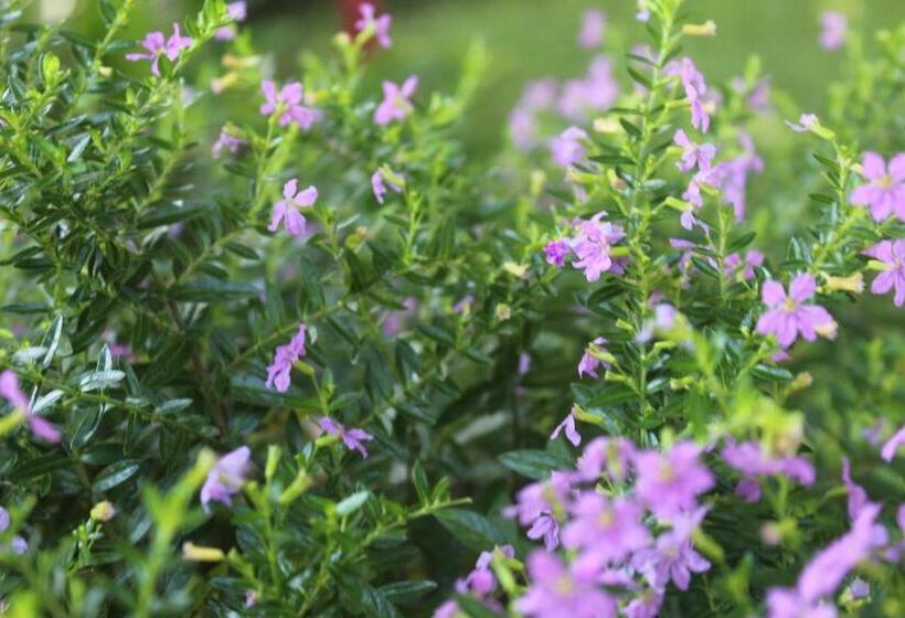 酒店 Bristol Aeropuerto