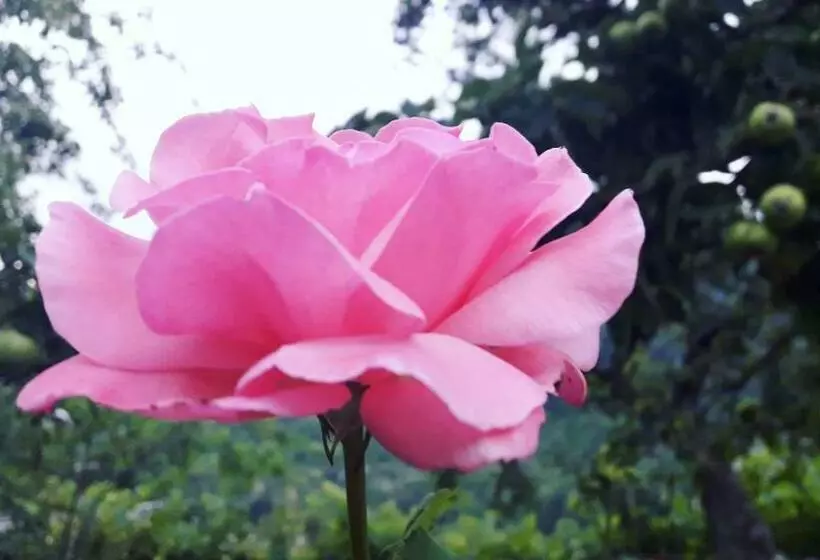 ペンション Bella Dilijan