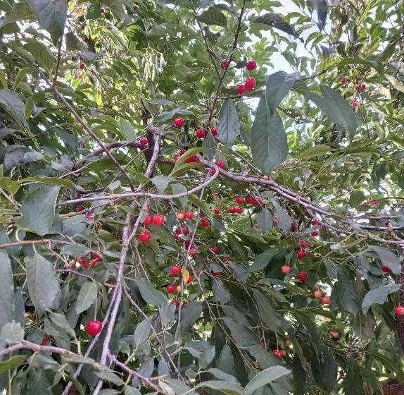 Calafate Viejo Hostel