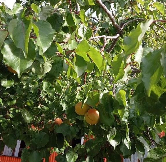 Calafate Viejo Hostel