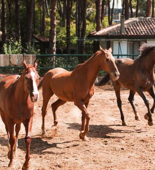 リゾートホテル Bellis Deluxe Hotel & Heated For Winter Aqua Park