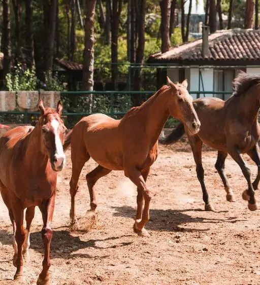 Resort Bellis Deluxe Hotel & Heated For Winter Aqua Park