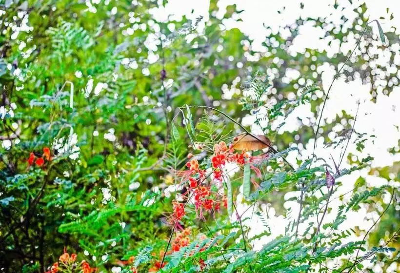 Sadashivgad Sea View Resort  Jungle Lodges