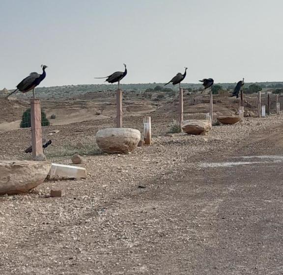 Dangri Desert Safari Camps & Resort