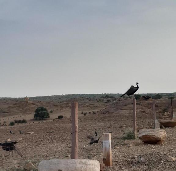 Dangri Desert Safari Camps & Resort