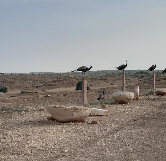 Dangri Desert Safari Camps & Resort