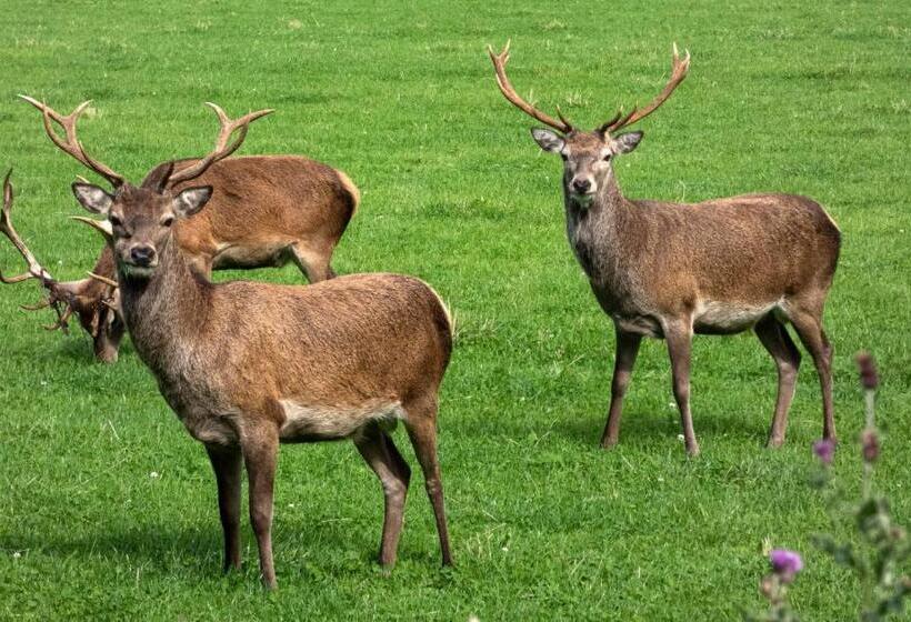 Loch Rannoch Hotel And Estate