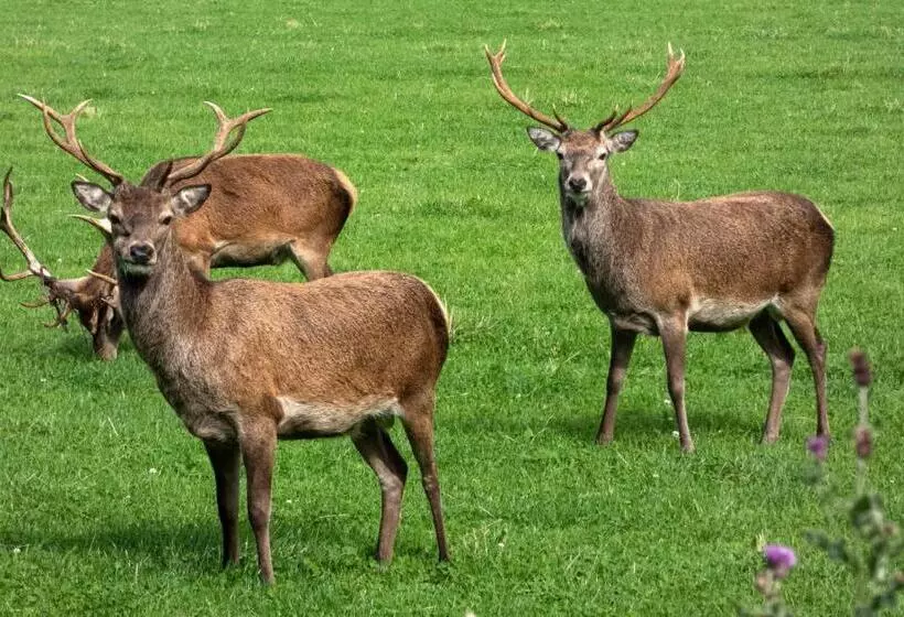 Loch Rannoch Hotel And Estate