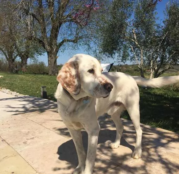 ベッドアンドブレックファースト Aux Coteaux D Aussac