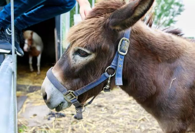 Aamiaismajoitus (B&B) Het Groene Wout