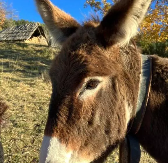 Aamiaismajoitus (B&B) Gite Le Pelens