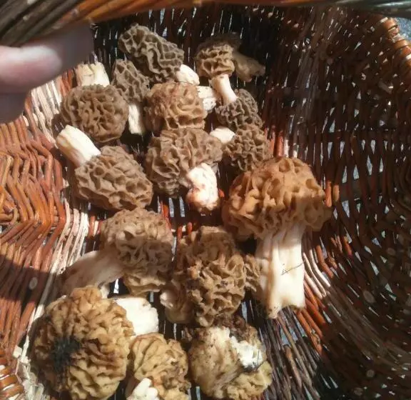 Aamiaismajoitus (B&B) Gite Le Pelens