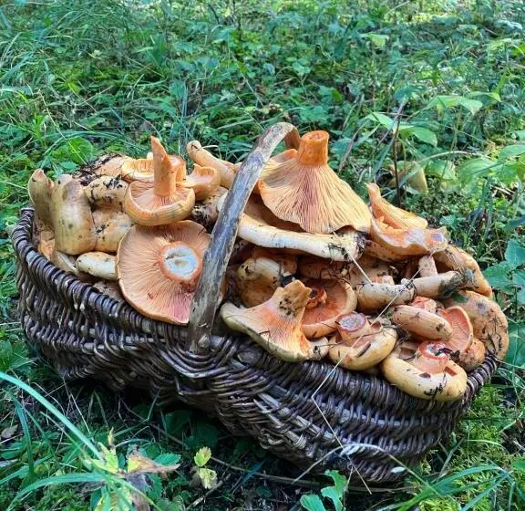 Aamiaismajoitus (B&B) Gite Le Pelens