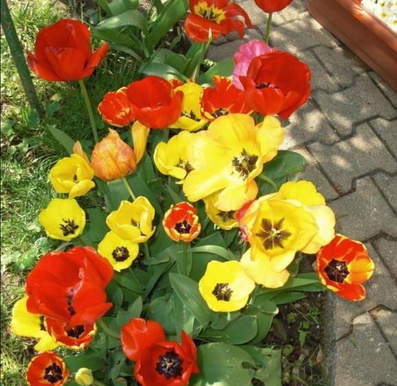 호텔 Au Saint Roch   Hôtel Et Jardin