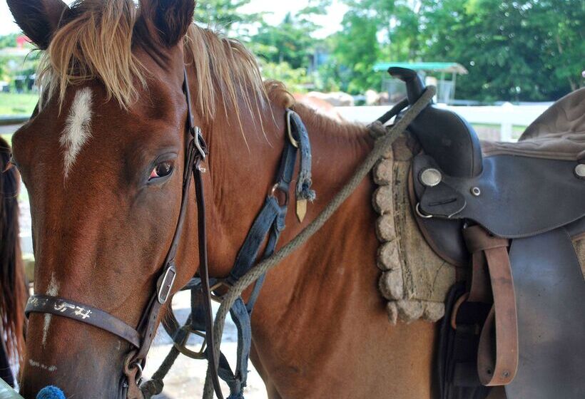 Wyndham Palmas Beach And Golf Boutique Resort