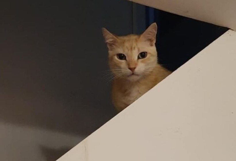 ホテル Solar Das Artes Pousada Boutique  Morro