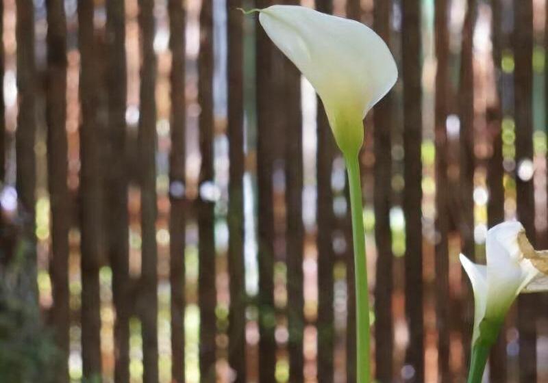 ホテル Sennen House Boutique Accommodation