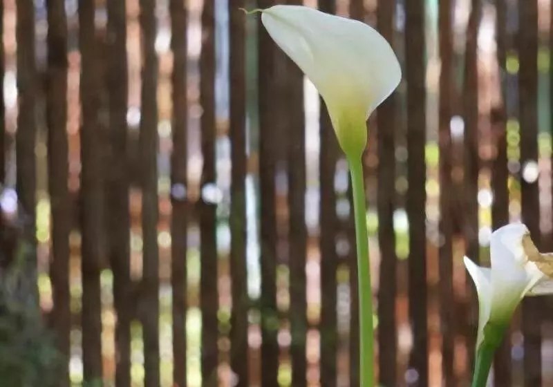 Отель Sennen House Boutique Accommodation