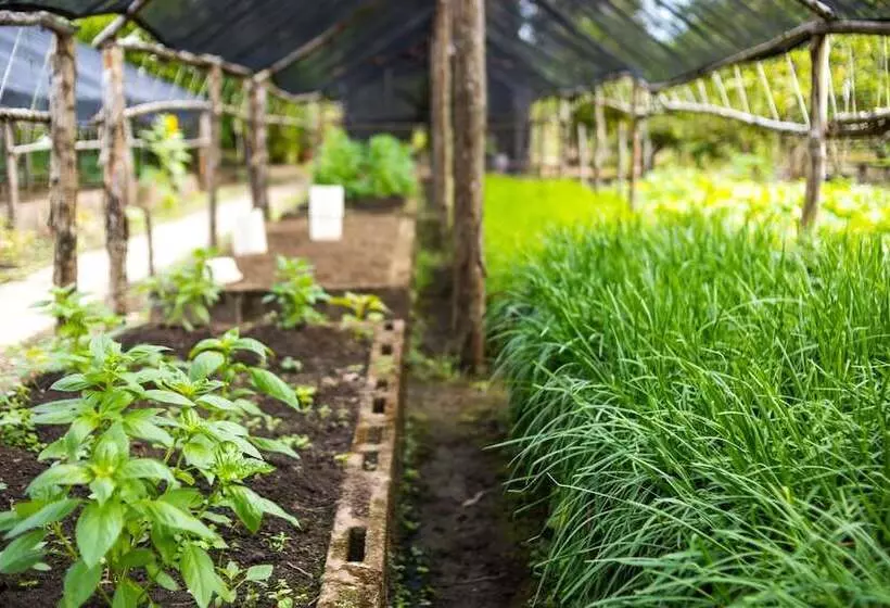 酒店 The Placencia