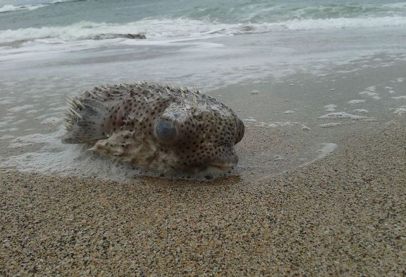 فندق Tamarindo Blue Apartments