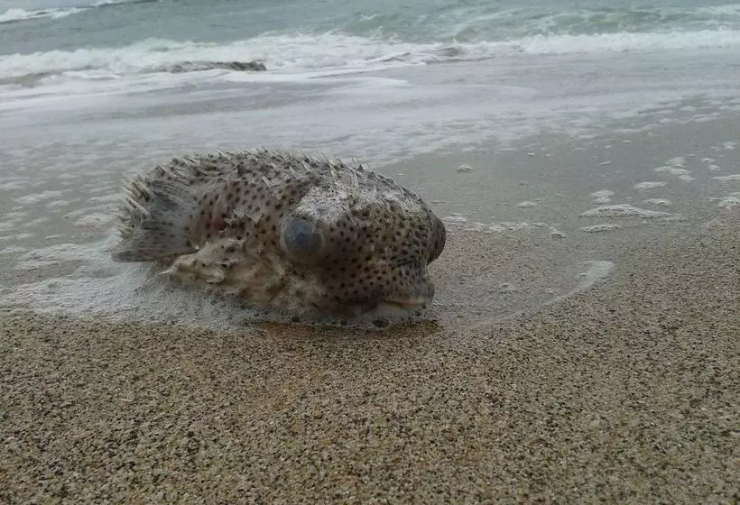 酒店 Tamarindo Blue Apartments