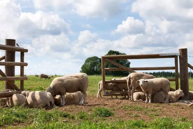 هتل Vihula Manor Country Club & Spa