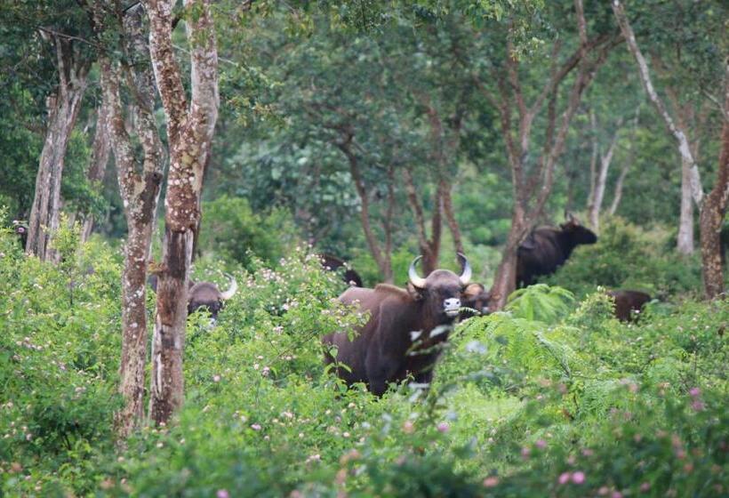 Vividearth Resorts Bandipur
