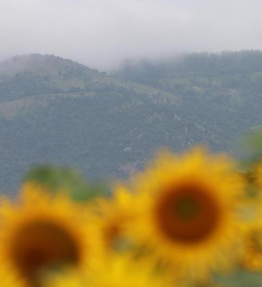 Vividearth Resorts Bandipur