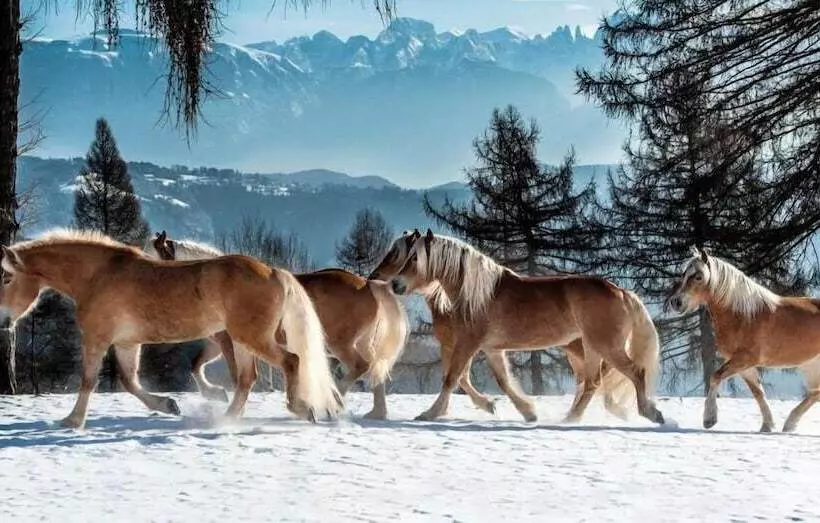 ホテル Tschogglbergerhof